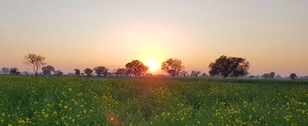 Sunset in fields of Vrindavan