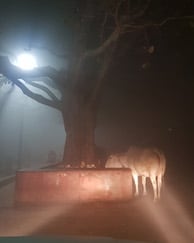Cow in Morning Parikrama