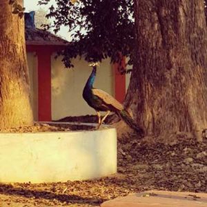Bhandirvan Travel Guide - Vraj Vrindavan