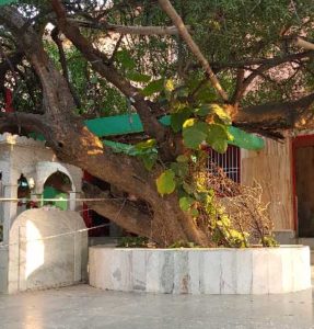 The tree at Tree Kadamba under which Rupa Goswami did bhajan